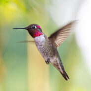 Hybrid Hummingbird Stuns Scientists: The Gold-Feathered Enigma of the Peruvian Andes