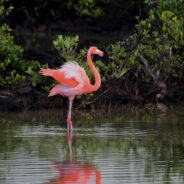 Idalia Sets Up Unprecedented Flamingo Invasion From From Florida to Ohio