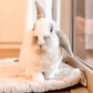 Lonesome Rescue Bunny Falls Head Over Heels in Love with Foster Sister