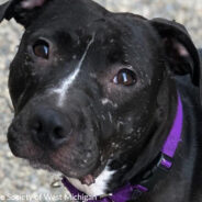 Longest-Stay Dog At Michigan Shelter Finds Her Forever Home