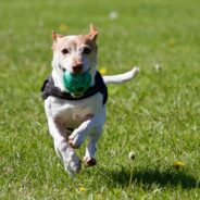 Mastering Dog Park Etiquette: The Ultimate Guide to a ‘Pawsitive’ Experience