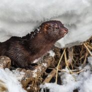 Mystery Surrounds Escape of Thousands of Minks From Pennsylvania Fur Farm