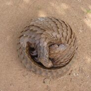 New Pangolin Species Offers Hope Amidst Extinction Crisis