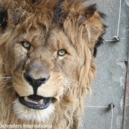 “Old Warrior” Lion Heads To Sanctuary After Spending 6 Years Alone At Closed Armenian Zoo