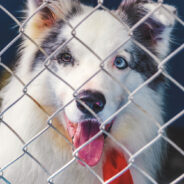 Oregon Takes Stand Against Puppy Mills and Cosmetics Testing