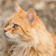 ‘Out of Place’ Cat Pops Up to Be Fed with Strays During Cold Winter