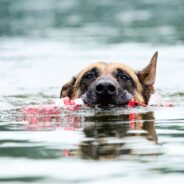 Outdoorsy Pup Can’t Wait to Get on Her Paddleboard