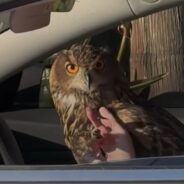 Owl Loves Playing with Human Sisters and Picking Them Up from School