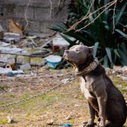 Phoenix Takes a Stand Against Chained Dogs With A Full Ban