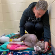 Pit Bull With Volleyball-Sized Tumor Gets Adopted By Vet Tech