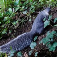 Protecting the Western Gray Squirrel: A Case for Endangered Species Act Protections