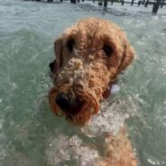 Pup with Anxiety Issues Calms Down When He Can Swim