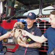 Puppy Locked In Hot Car Adopted By Connecticut Fire Department Who Rescued Him