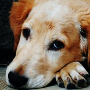 Recognizing Pet Dementia: Is Your Furry Friend at Risk?