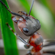 Red Fire Ant Invasion: Europe Faces a Tenacious New Invader, ‘Spreading Like Wildfire’