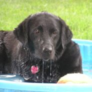 Retired Dock Diving Dog Never Stops Enjoying the Water, Even If It’s 28 Degrees Outside