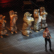 Ringling Bros. and Barnum & Bailey Circus Returns Without Animals