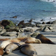 San Diego Closes Popular Beach To Protect Sea Lions From Intrusive Humans