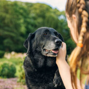 Self-Care Tips for Senior-Dog Guardians