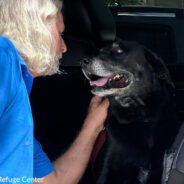 Senior Lab Mix Finally Finds Her Person After Nearly 10 Years In Shelter