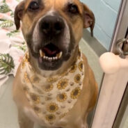 Senior Shelter Dog Overlooked Due To Age And Size Just Wants Someone To Love