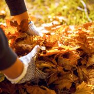 Six Green Alternatives to Sending Autumn Leaves to the Landfill