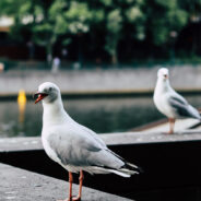 Surviving the Concrete Jungle: Heat Is Having A Rising Impact On Urban Animals