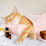 The Healing Power of Aromatherapy for Dogs and Cats