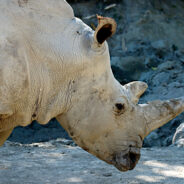 The Remarkable Rebound of Africa’s White Rhino Population