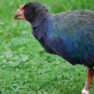 The Return of Takahē: A Conservation Triumph in New Zealand