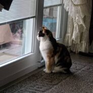 Traveling Calico Cat Enjoys Watching Different Wildlife From Car or House Windows