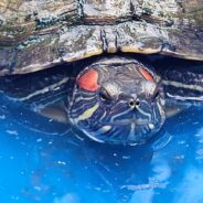 Turtle Enjoys Neighborhood Pool Parties, Complete with Dogs and Cats