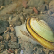 USFWS Proposes Vital Protections for Imperiled Salamander Mussel