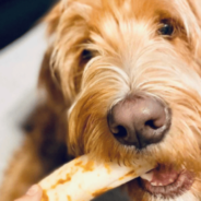 Why No-Hide Dog Chews are a (Way) Better Choice than Rawhide