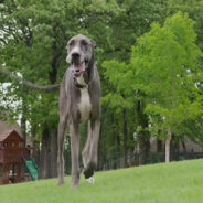 World’s Tallest Dog, Zeus, Dies At Age 3