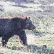 Yellowstone Grizzly Bear Sprints Away From Charging Animal In Rare Footage Captured By Guide