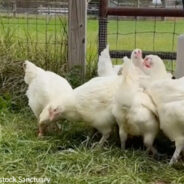 12 Chickens Rescued From Slaughter See Grass For First Time In Heartwarming Video Shared By Sanctuary