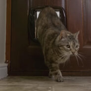 14-Year-Old Cat in UK Just Broke Record For Loudest Purr