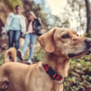 3 Reasons Why Being in Nature Is Good for Your Dog