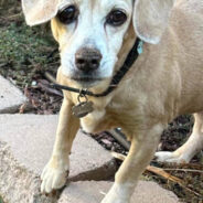 Abandoned Senior Beagle With The Saddest Eyes Spends Final Months In Loving Home