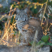 Adorable Bobcat Moments Captured in Tucson Backyard