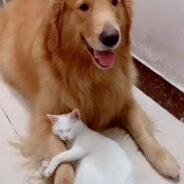 Adorably Protective Cat Refuses to Share Beloved Dog Friend