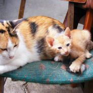 After All Her Kittens Are Adopted, Mama Cat Can’t Seem to Find Home of Her Own