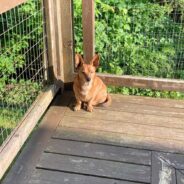 Alaskan Dog Makes the Most of the Short Summers By Sunbathing As Much As Possible