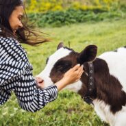 Americans Embrace the Warmth of Cow Cuddling for Well-Being