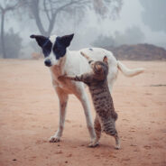 Animals Caught in the Crossfire of War in Gaza