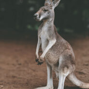 Australian Man Rescues His Dog from a ‘Jacked’ Kangaroo in Dramatic Showdown