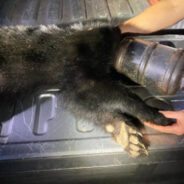 Bear Cub With Pet Feeder Stuck On Head Evaded Traps For Weeks