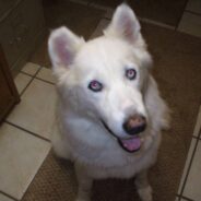 Big, Fluffy ‘Avalanche of a Dog’ Finally Has Room to Roam After a Life in a Crate