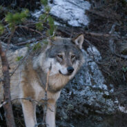 California’s Returning Grey Wolves Are Descendants of a Historic Pioneer